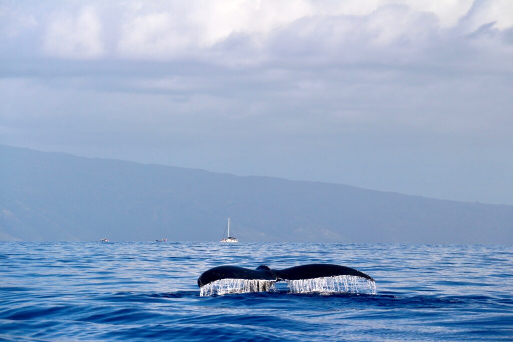 Whale Watching in Maui Hawaii