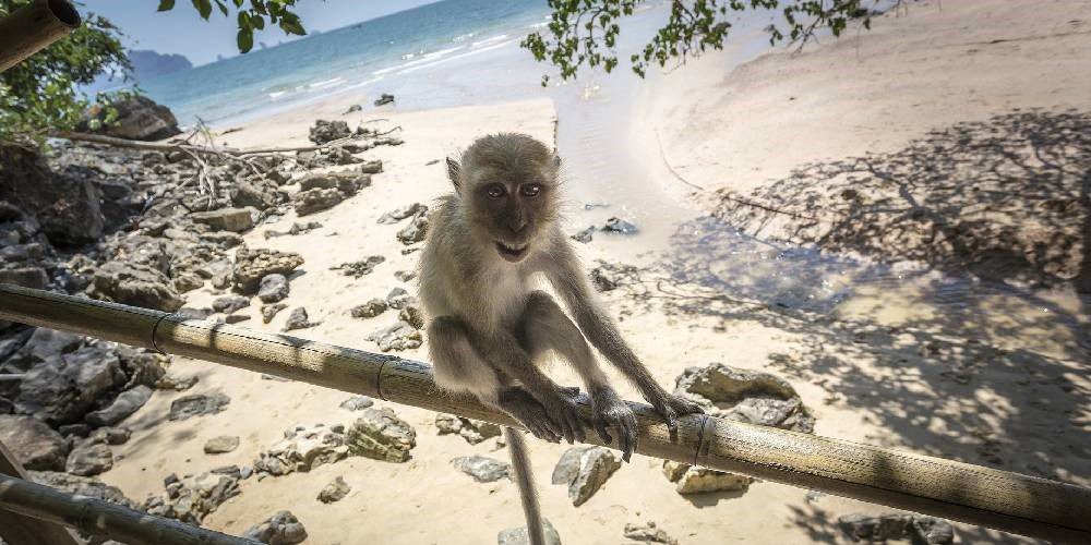 Monkey Beach Thailand