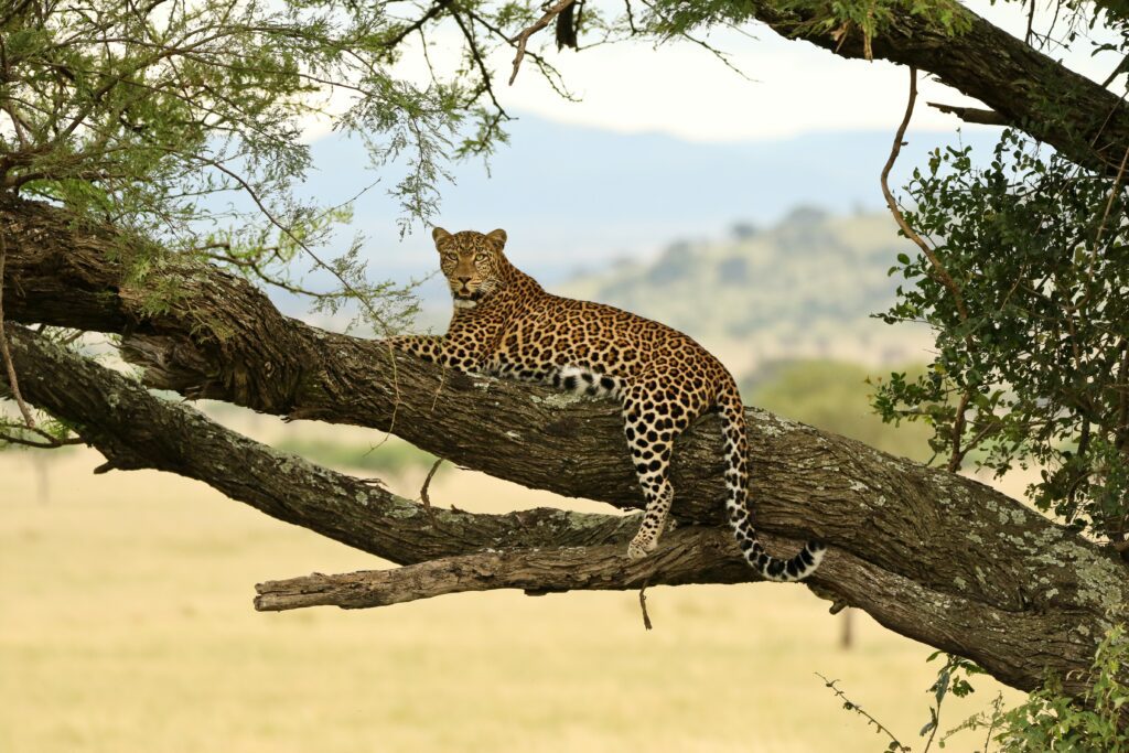 See the Big Five in Tanzania,