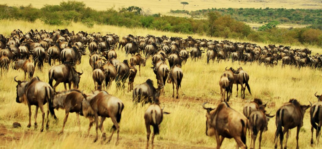 Tanzania has the status of hosting the great Wildebeest Migration, one of the last mass terrestrial animal movements left on the planet – the herds are so big they can be seen from space!