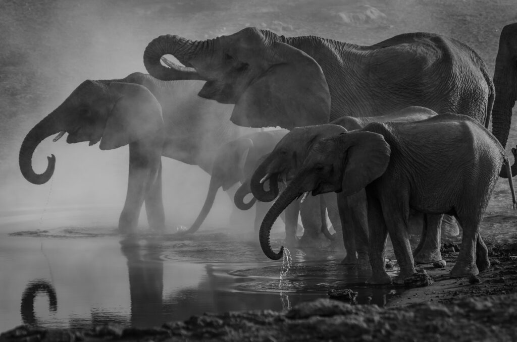 Elephant River Crossing Africa Safari Bush + Beach